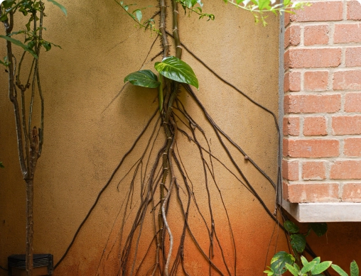 Roots