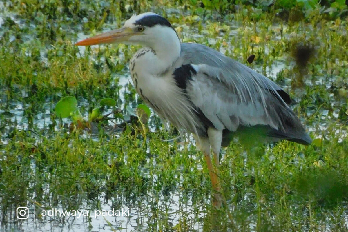 Discover how young Adhwaya Padaki got passionate about Bird watching ...