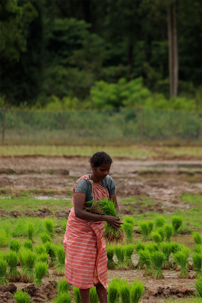 Woman-harvesting-image