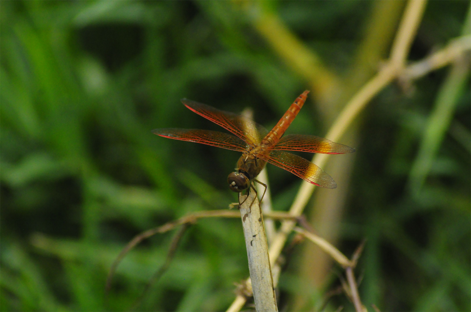 dragonfly-image