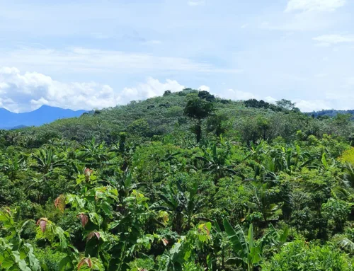 Food forests for a climate-resilient future