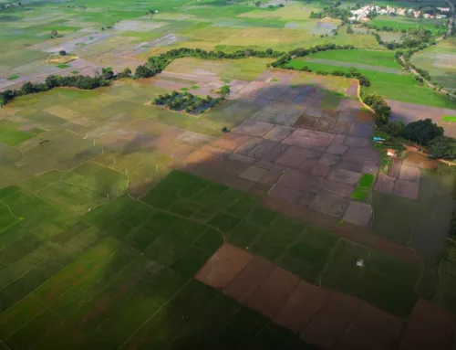 Malavalli: Rural regeneration, growing rice, the regenerative way; one field at a time
