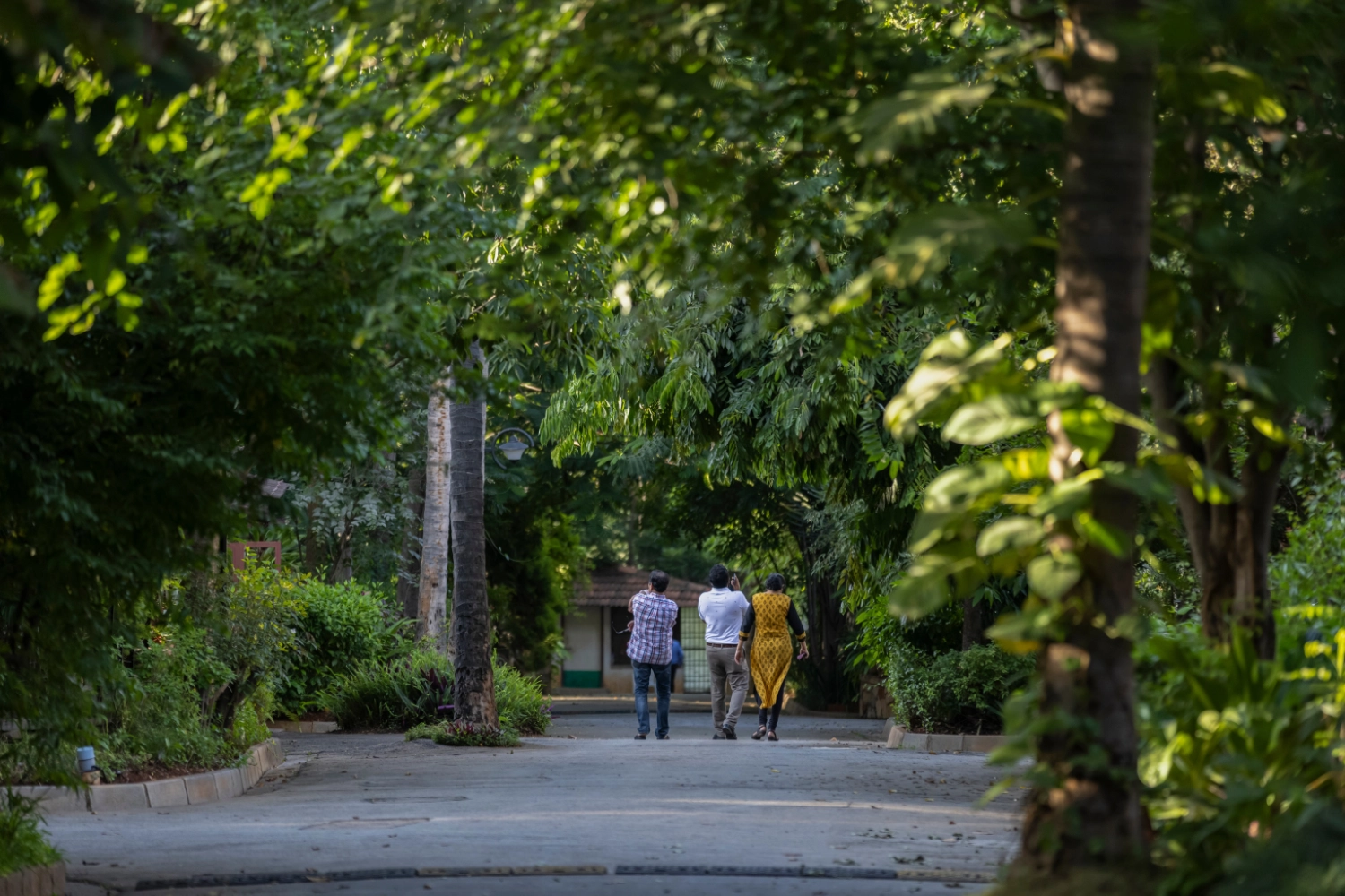 Walk-in-Palmgrove